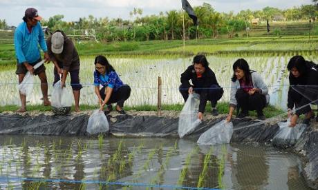 Penebaran Benih di Subak Umadesa dan Subak Anggabaya