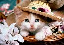 AUDENSI LOMBA KUCING "FUN DAY WITH YOUR LOVELY CATS"