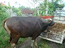 SAPI BALI IKUT LOMBA TK NASIONAL