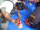 PENGAWASAN PEMOTONGAN HEWAN KURBAN 1433 H