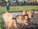 ANEKA PERMAINAN TRADISONAL WARNAI KONTES SAPI BALI