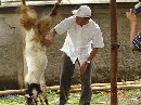 PENGAWASAN DAN PEMERIKSAAN HEWAN KURBAN
