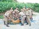 PENERTIBAN SAPI LIAR