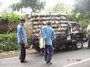Pemeriksaan Pengendalian LaluLintasUnggas Potong