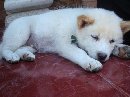 INFO SEKITAR VAKSINASI RABIES