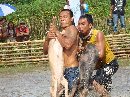 Hujan Meriahkan Arena Kontes Sapi
