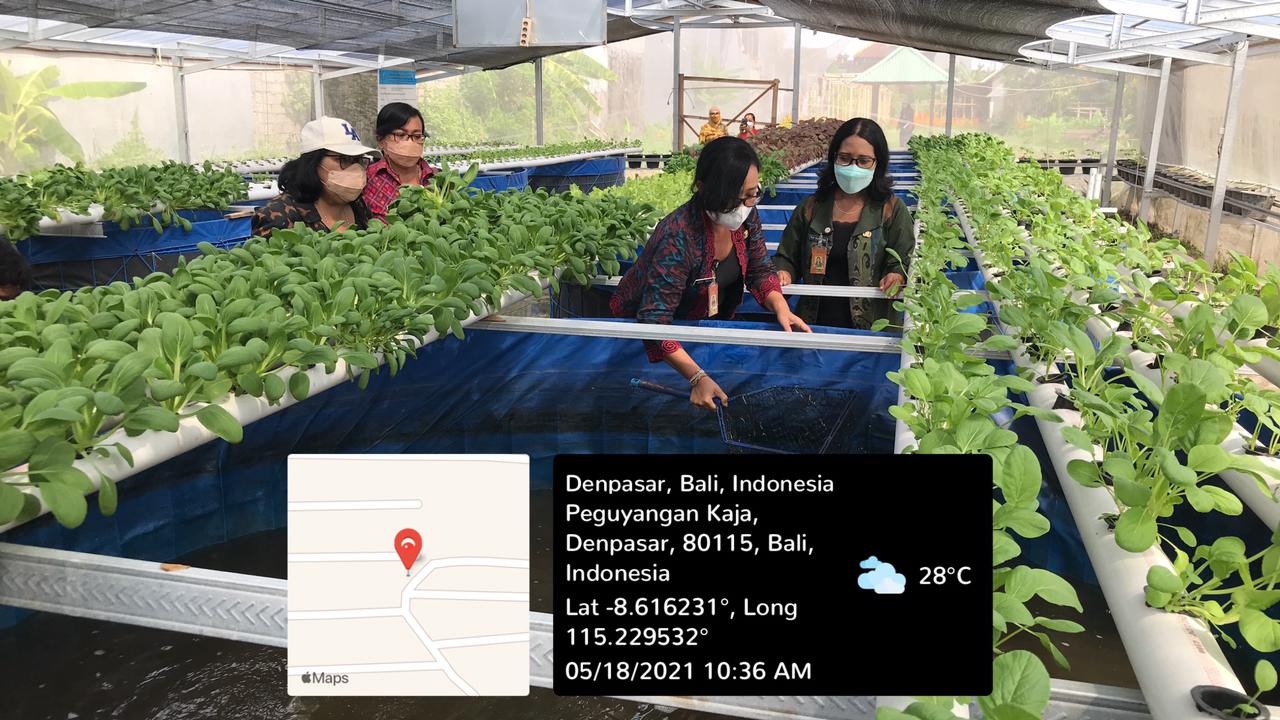 Monitoring & Pendampingan Budidaya Lele Bioflok & Yumina