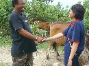 Distribusi Ternak Sapi APBD II