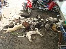 Eliminasi Anjing Liar di Kota Denpasar