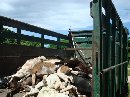 LAGI, ELIMINASI ANJING LIAR