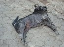 Anjing Liar Ubung Kena Eliminasi