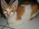 Suara Burung Perkutut dan Kucing Sehat di Kontes Sapi