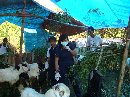 Pemeriksaan  Hewan Kurban