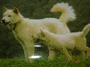 Penertiban Anjing Ras di Kota Denpasar