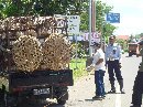Spraying Cegah Flu Burung