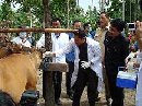 WAKIL WALIKOTA MENYUNTIK