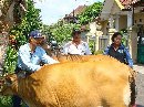 Sapi Peserta Kontes Pameran Diukur