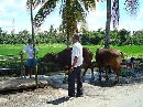 PELAYANAN KESEHATAN HEWAN