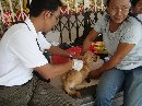 Vaksinasi Masal Rabies