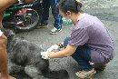Vaksinasi Rabies Masal Berakhir